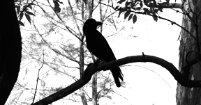 Crow