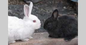 Bunnies meet