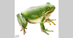 Froggie