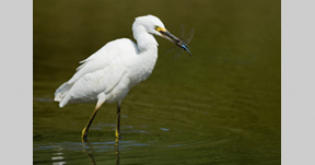 Snowy Egret