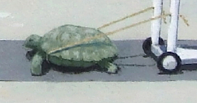 Tortoise Transit