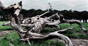 The Mighty Have Fallen