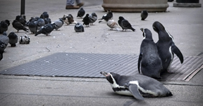 Pigeons