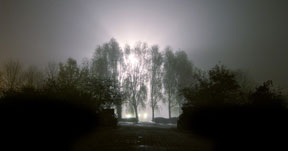 Light through the Trees