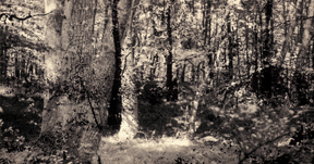 Forest1