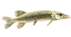 Watercolour Pike